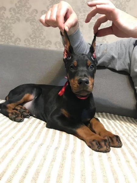 Doberman cuccioli | Foto 0