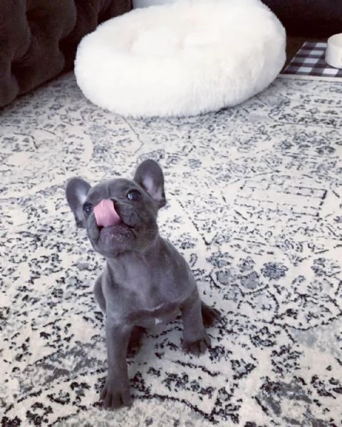 Due femmine di Bulldog Francese disponibili