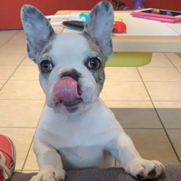 Due femmine di Bulldog Francese disponibili | Foto 0