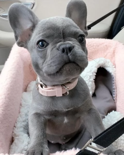 Bulldog Francese disponibili | Foto 0