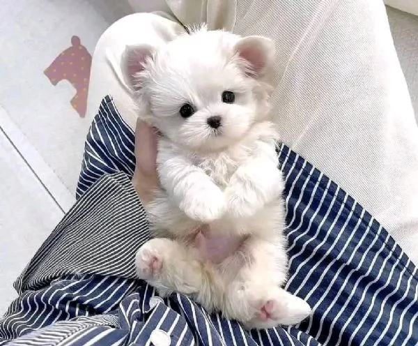 REGALO  Maltese mini toy