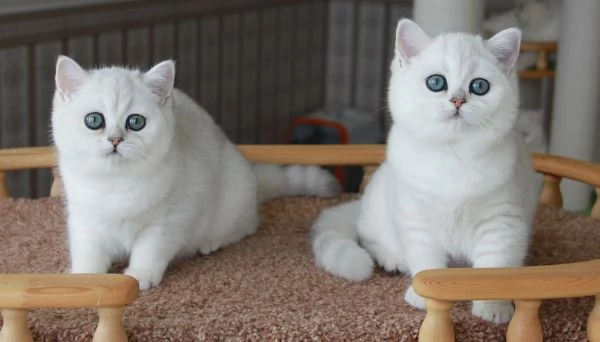 Cuccioli di british shorthair 