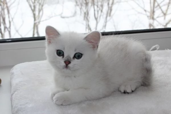 Cuccioli British shorthair