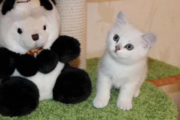 Gatti British shorthair