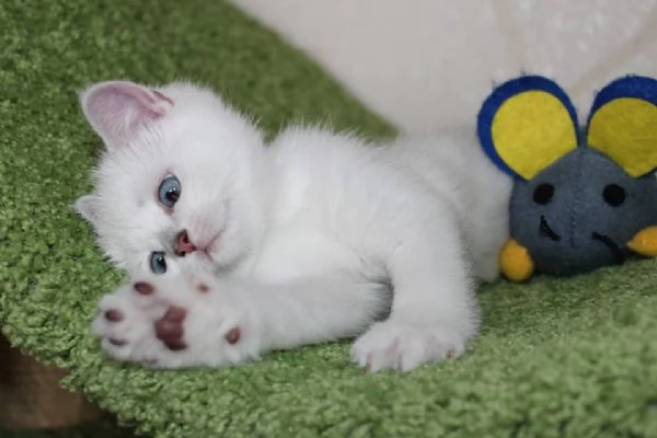 Cuccioli British Shorthair | Foto 0
