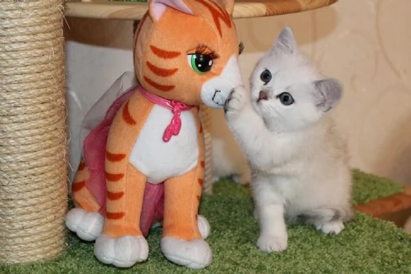 Cuccioli British Shorthair