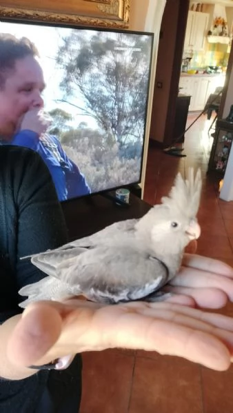 Vendo pulli di calopsite ancestrali pezzate