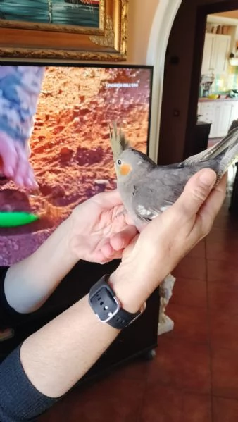 Vendo pulli di calopsite ancestrali pezzate | Foto 4