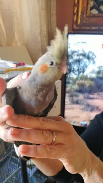 Vendo pulli di calopsite ancestrali pezzate | Foto 3