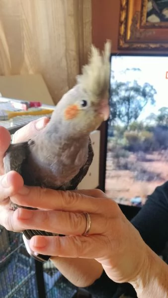 Vendo pulli di calopsite ancestrali pezzate | Foto 2