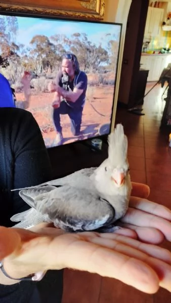 Vendo pulli di calopsite ancestrali pezzate | Foto 1