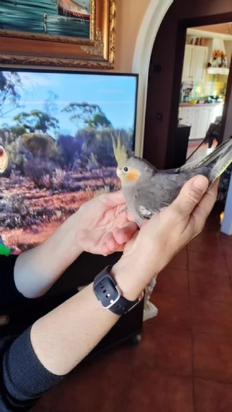 Vendo pulli di calopsite ancestrali pezzate | Foto 0