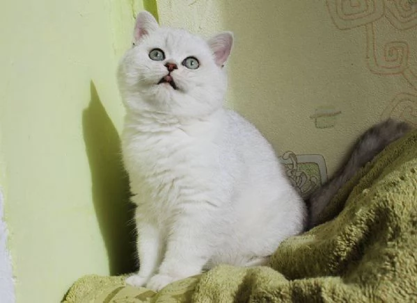 Cuccioli British shorthair | Foto 0