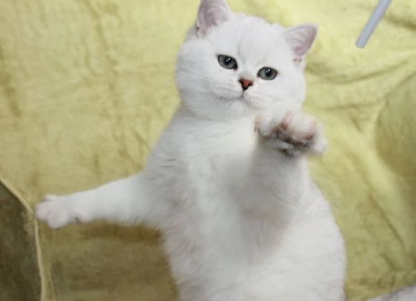 Cuccioli British shorthair