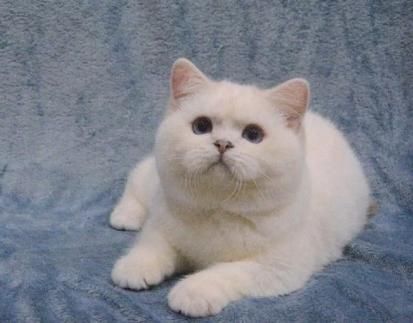 Due cucciole british shorthair