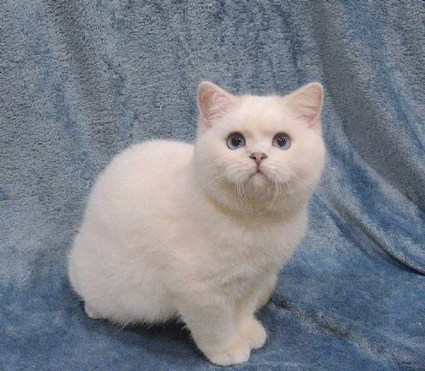 Due cucciole british shorthair | Foto 0