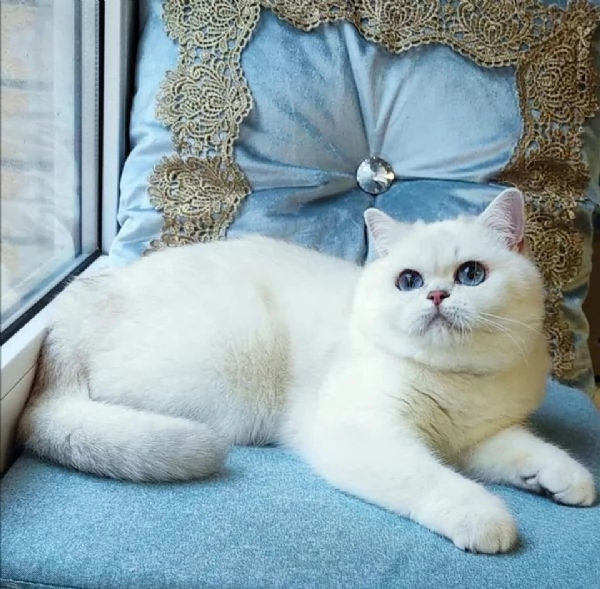 Cucciolo di British Shorthair 