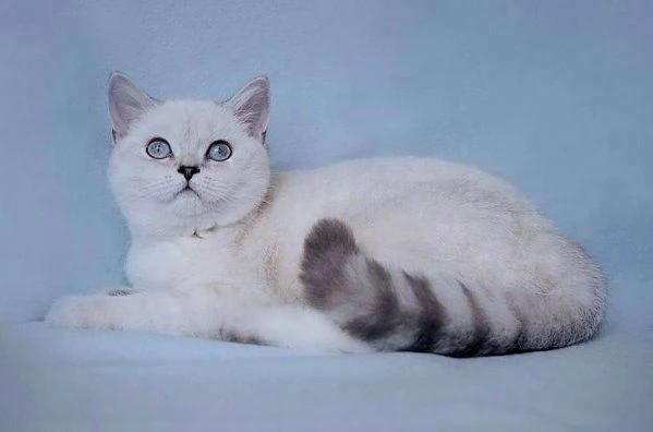 Gatti British shorthair