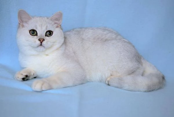 Bellissime cucciolate di british shorthair!!