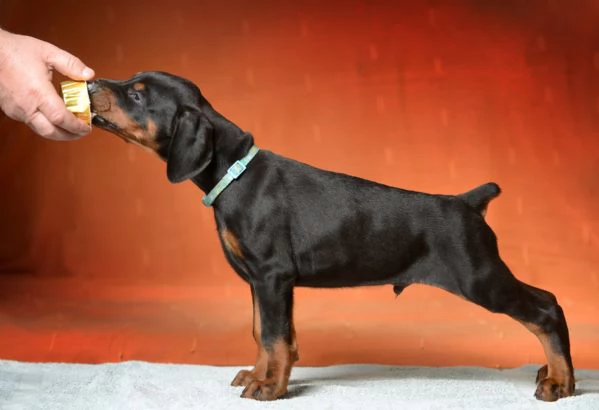 Dobermann cuccioli | Foto 6