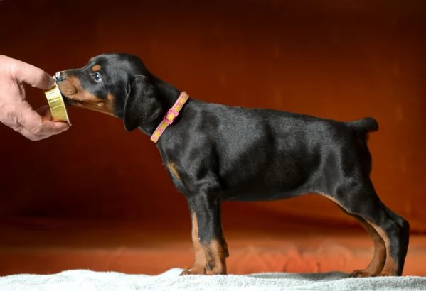 Dobermann cuccioli | Foto 2