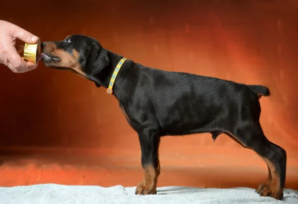 Dobermann cuccioli | Foto 0