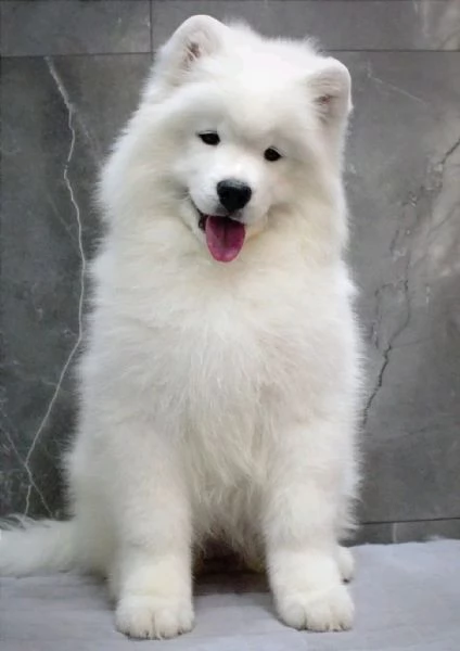 Disponibili Cuccioli di Samoiedo | Foto 1