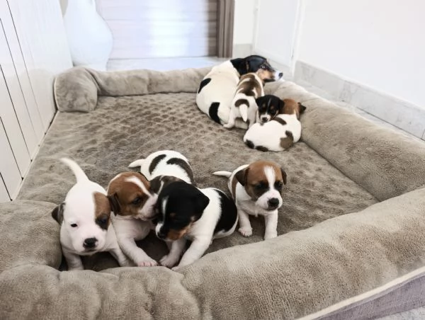 Disponibili cuccioli di jack Russell  | Foto 1