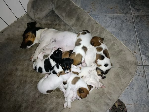Disponibili cuccioli di jack Russell 