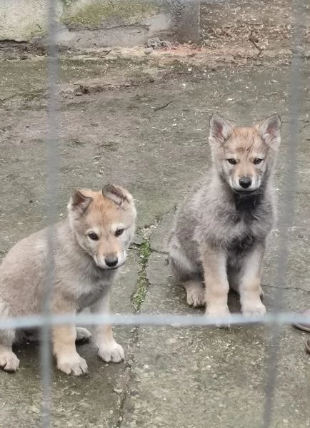 Cuccioli cani lupo cecoslovacco 