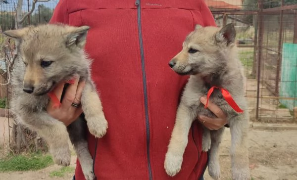 Cuccioli cani lupo cecoslovacco  | Foto 1