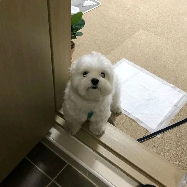 BIANCHI CUCCIOLI MALTESE TAGLIA PICCOLA TOY  | Foto 4