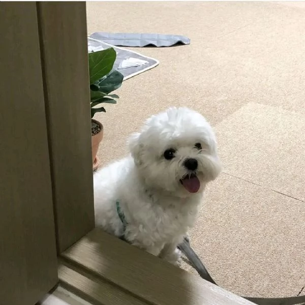 BIANCHI CUCCIOLI MALTESE TAGLIA PICCOLA TOY  | Foto 3