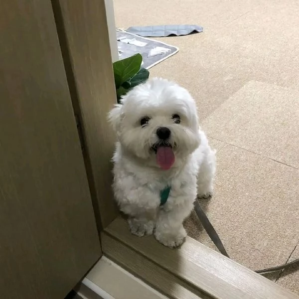 BIANCHI CUCCIOLI MALTESE TAGLIA PICCOLA TOY  | Foto 1