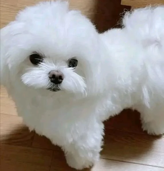 BIANCHI CUCCIOLI MALTESE TAGLIA PICCOLA TOY 