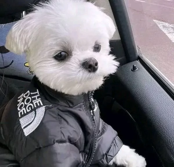 BIANCHI CUCCIOLI MALTESE TAGLIA PICCOLA TOY  | Foto 0