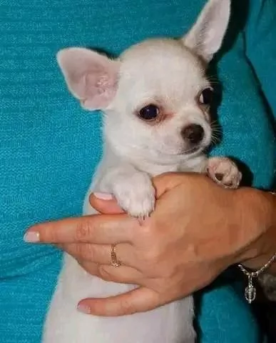 CUCCIOLI CHIHUAHUA DI PICCOLA TAGLIA CON PEDIGREE  | Foto 2