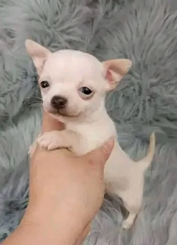 CUCCIOLI CHIHUAHUA DI PICCOLA TAGLIA CON PEDIGREE  | Foto 0