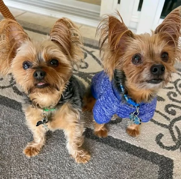 Yorkshire Terrier con Pedigree  | Foto 1