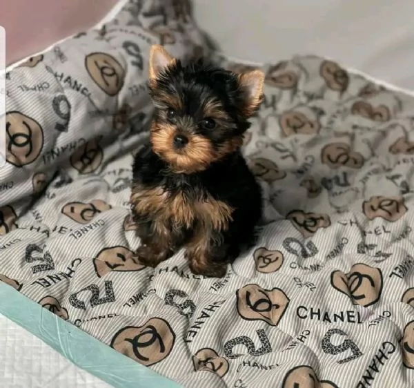 Yorkshire Terrier con Pedigree  | Foto 0
