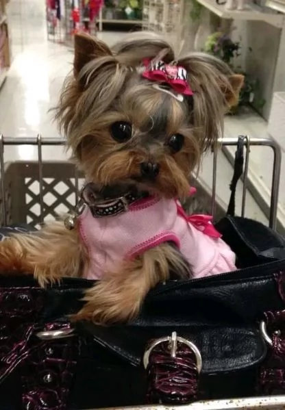 Yorkshire Terrier con Pedigree 