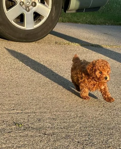 2REGALO BARBONCINO | Foto 0