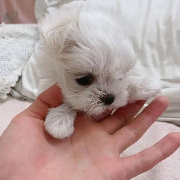 REGALO  Maltese mini toy | Foto 0