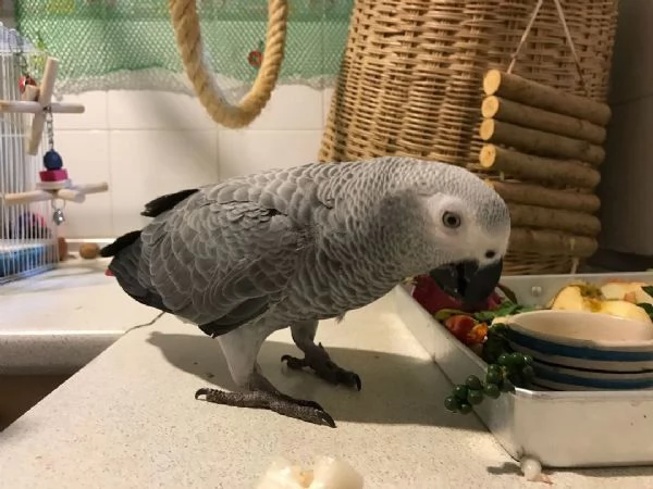 Pappagallo grigio africano in adozione