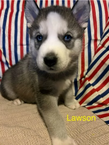 Cuccioli di SIBERIAN HUSKY