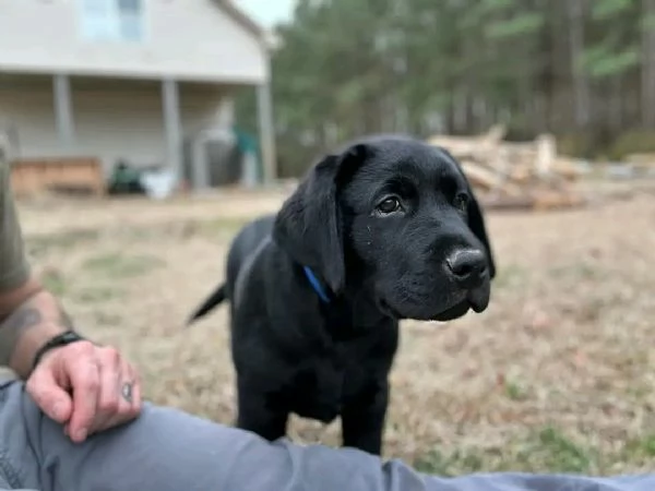 Cuccioli di labrador  | Foto 0