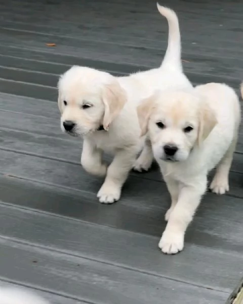 cuccioli di golden retriever