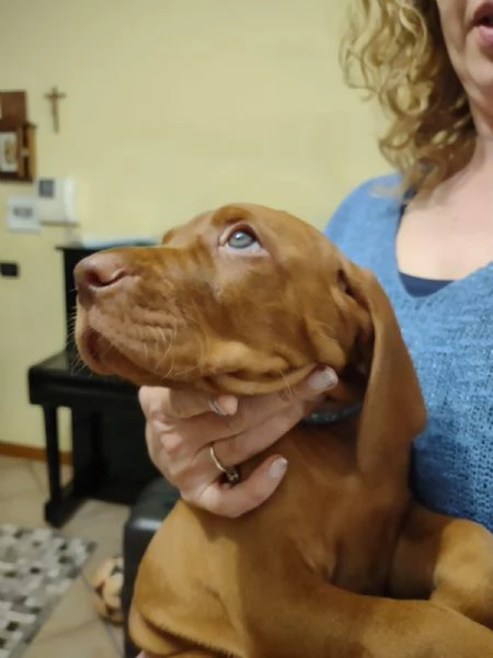 Bellissima cucciolata di Bracco Ungherese (Vizsla) in arrivo a Natale! | Foto 6