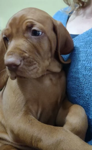 Bellissima cucciolata di Bracco Ungherese (Vizsla) in arrivo a Natale! | Foto 5