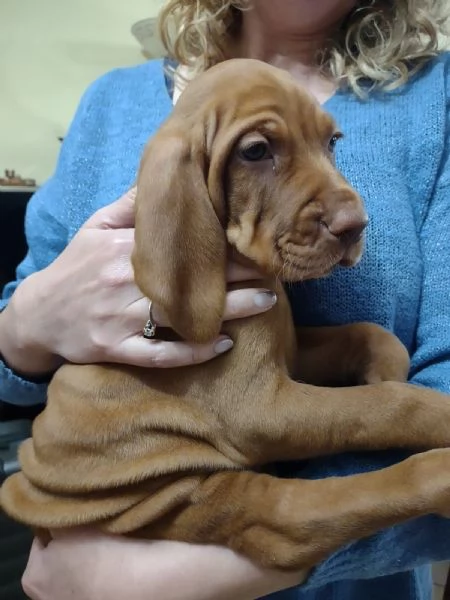 Bellissima cucciolata di Bracco Ungherese (Vizsla) in arrivo a Natale! | Foto 4